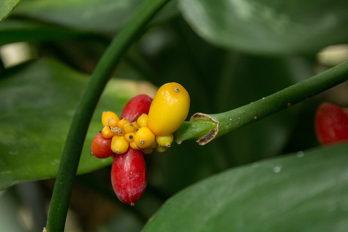 Aglaonema commutatum