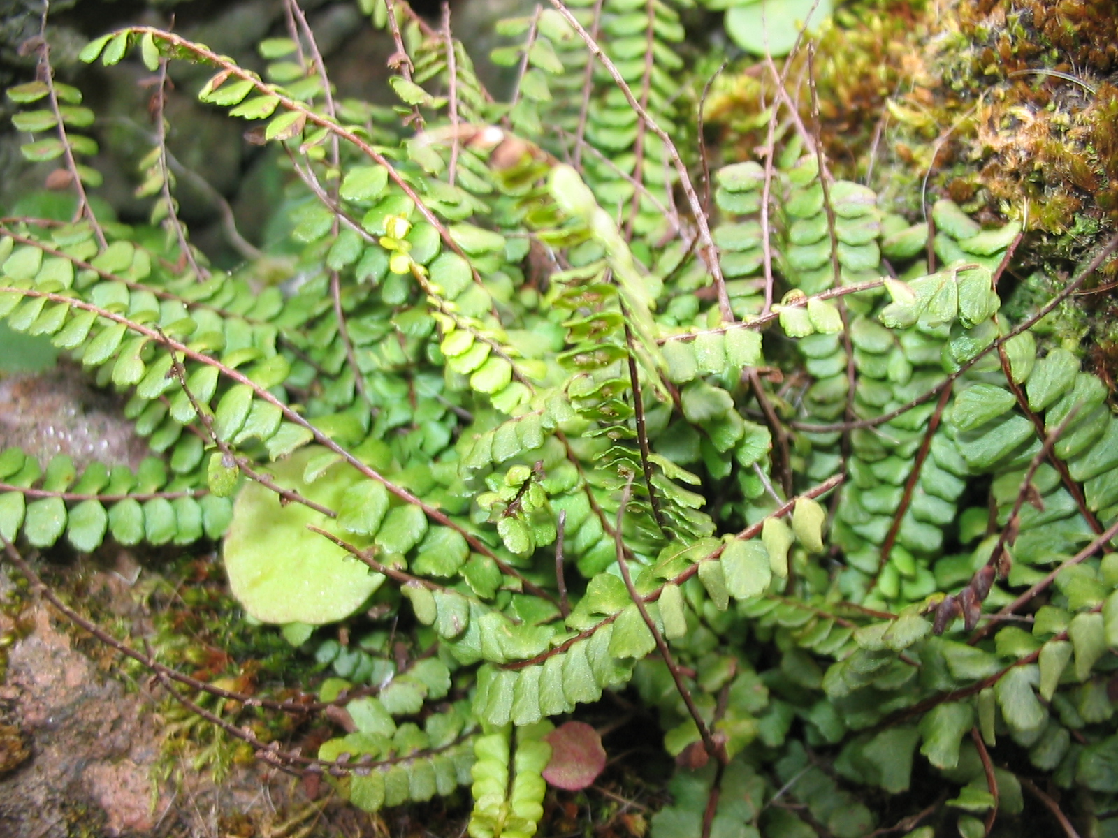Asplenium peacock