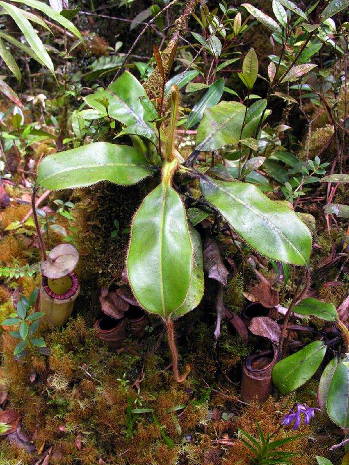 Nepenthes pilosa