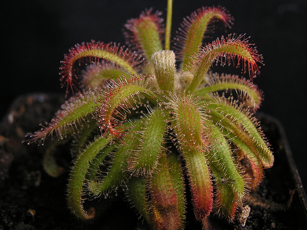Drosera graomogolensis