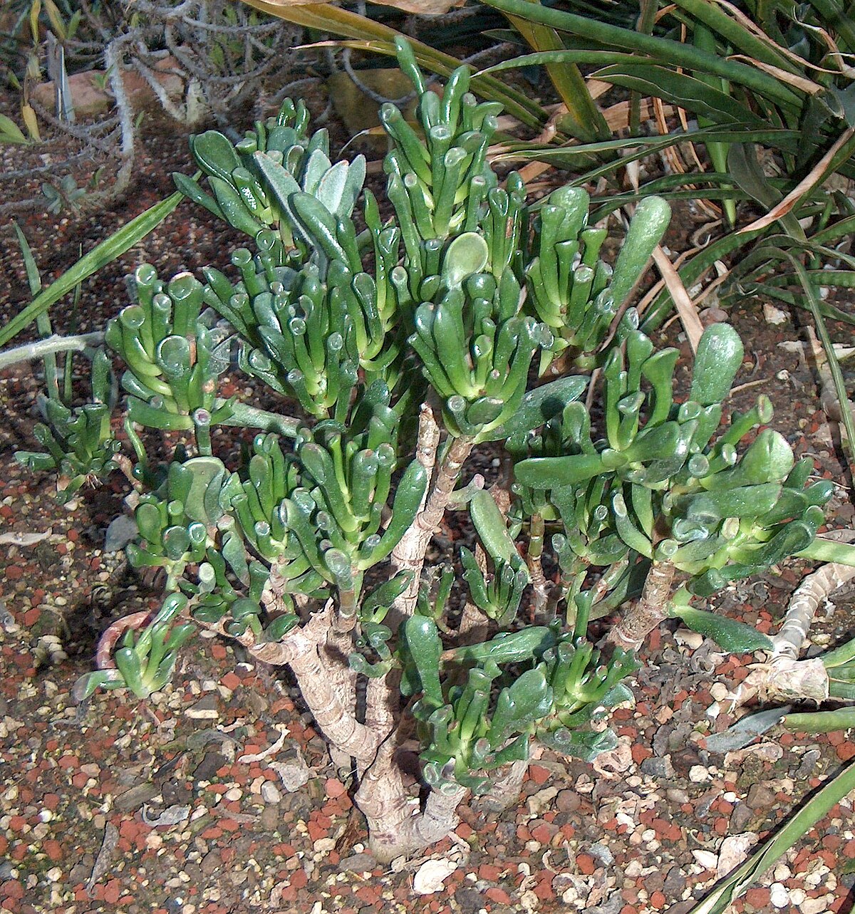Crassula ovata