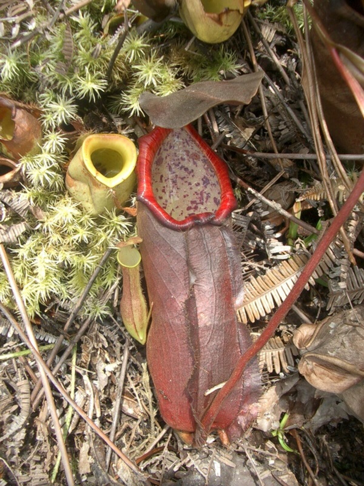 Nepenthes beccariana