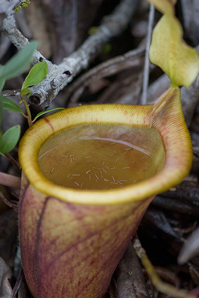 Nepenthes miranda