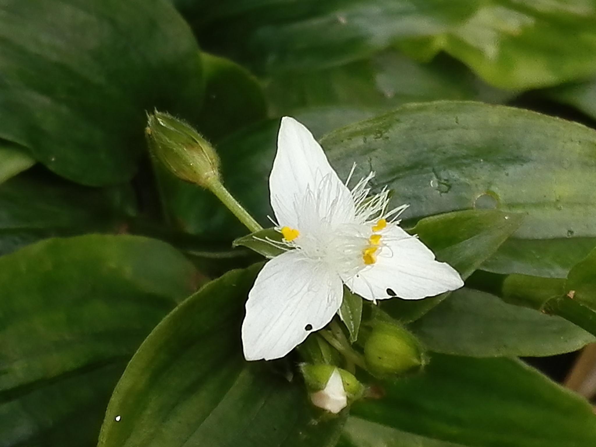 Rhoeo — iNaturalist