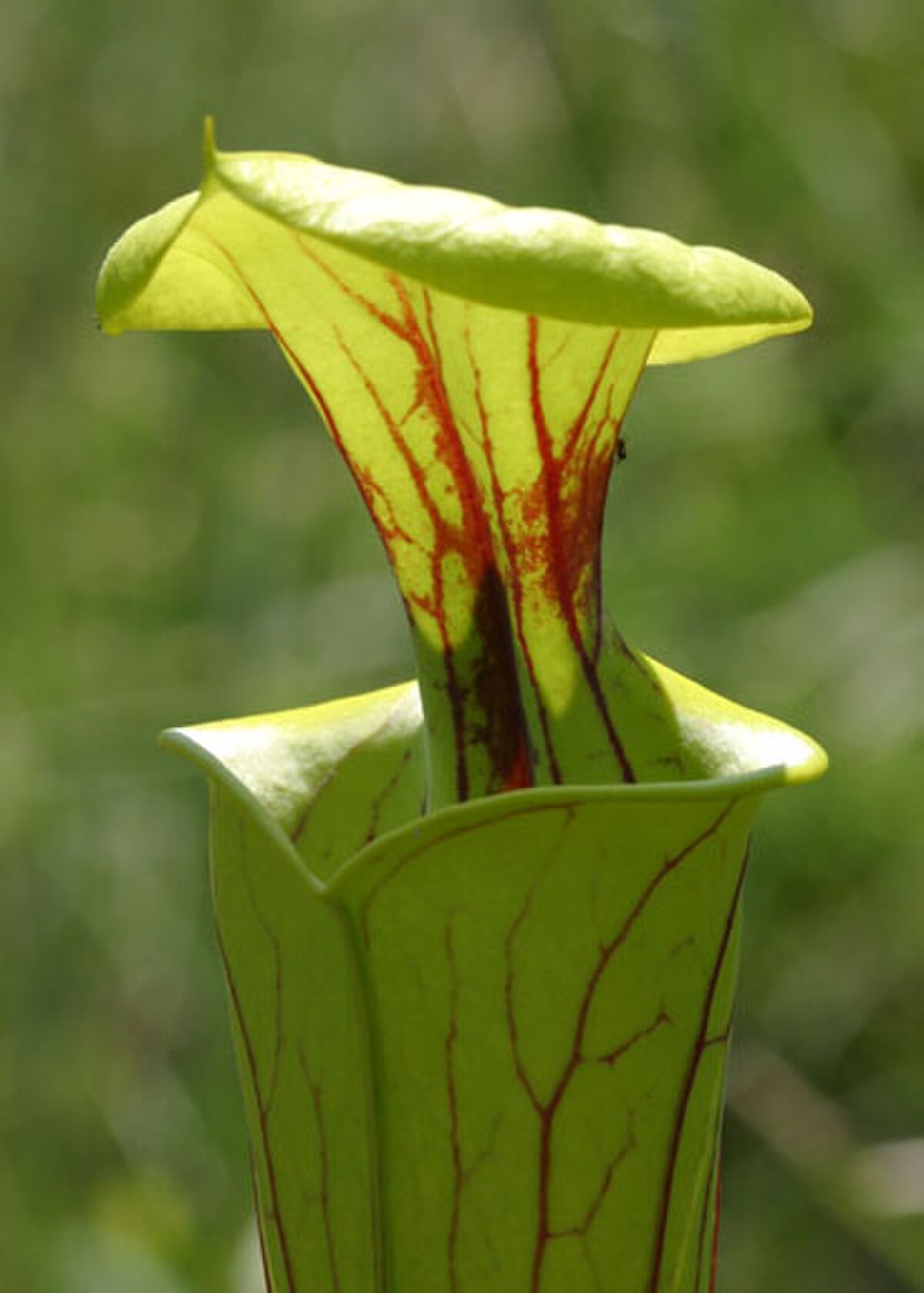 Sarracenia flava