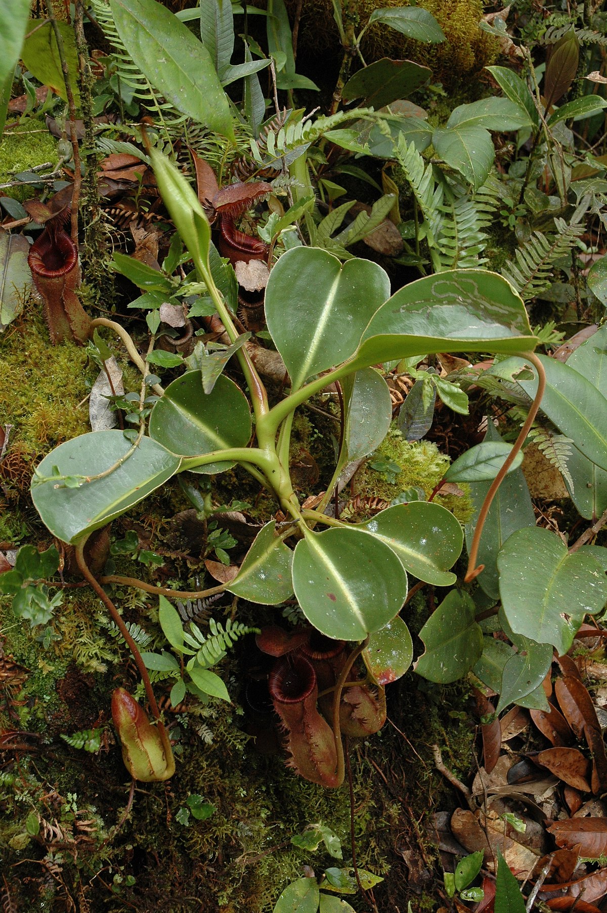 A rosette plant with lower pitchers