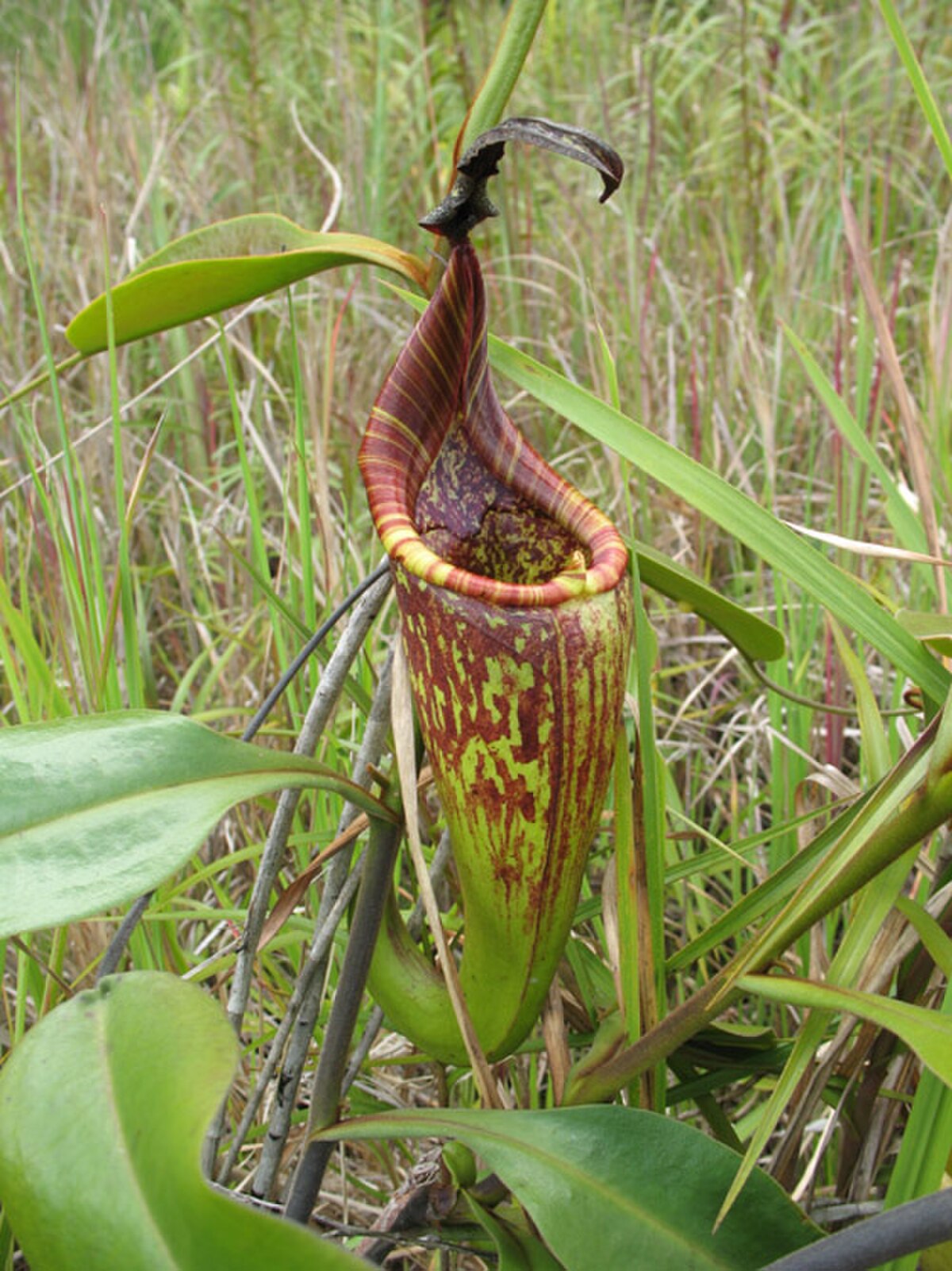 Nepenthes hurrelliana