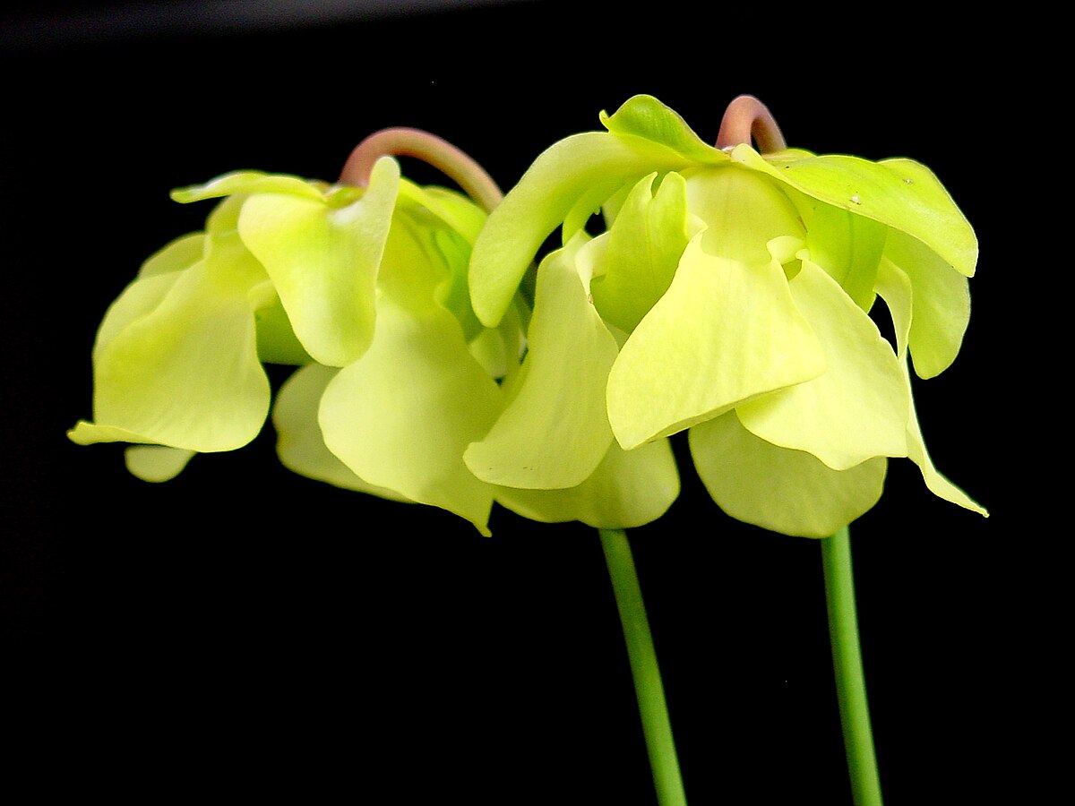 Sarracenia alata