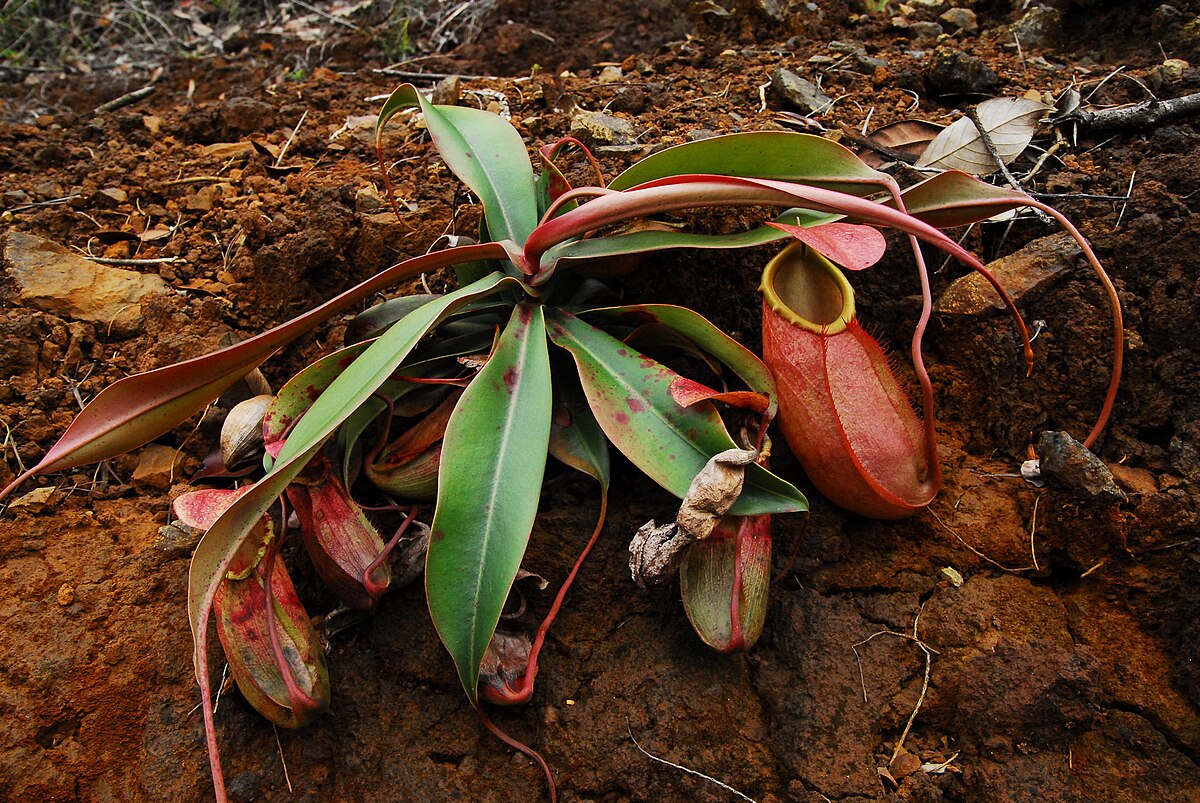 Nepenthes Merrilliana