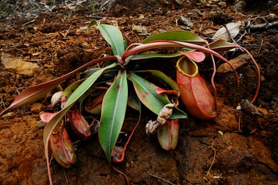 Nepenthes Merrilliana