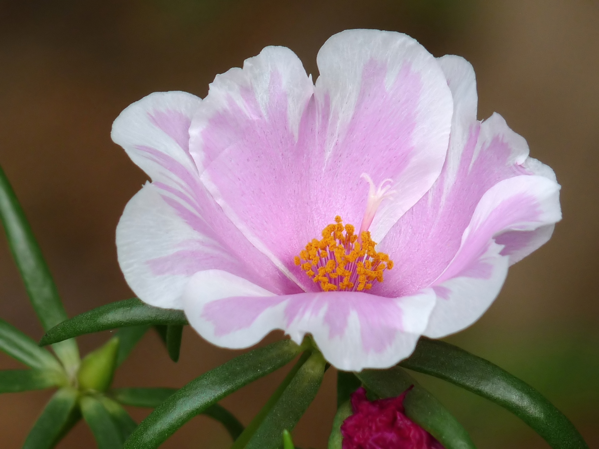 Portulaca grandiflora