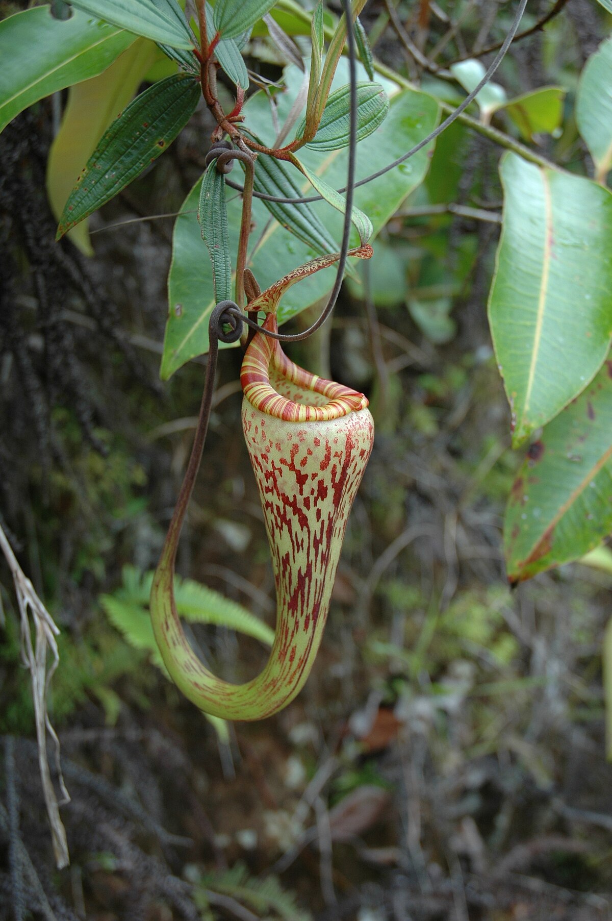 Nepenthes Vogelii