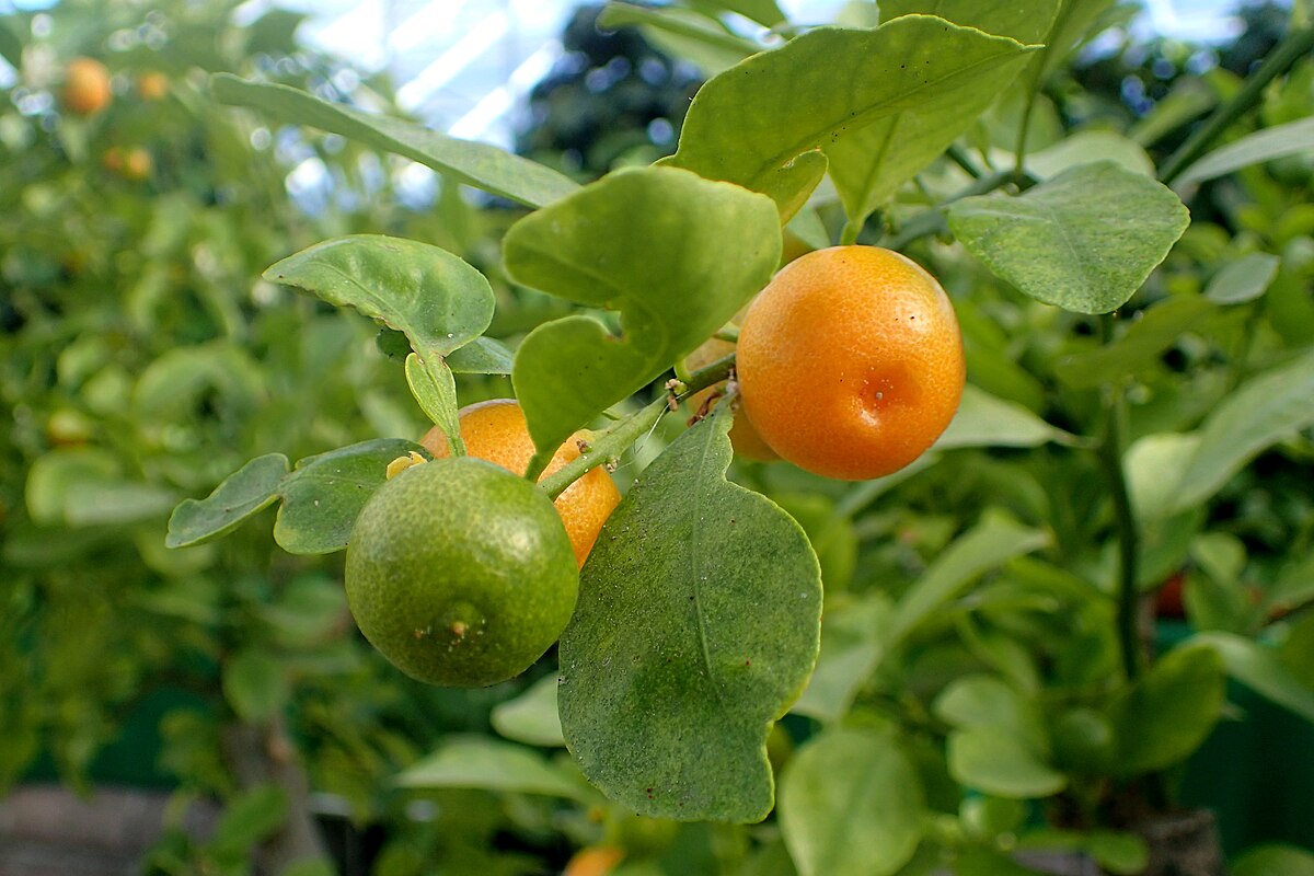 Citrus microcarpa