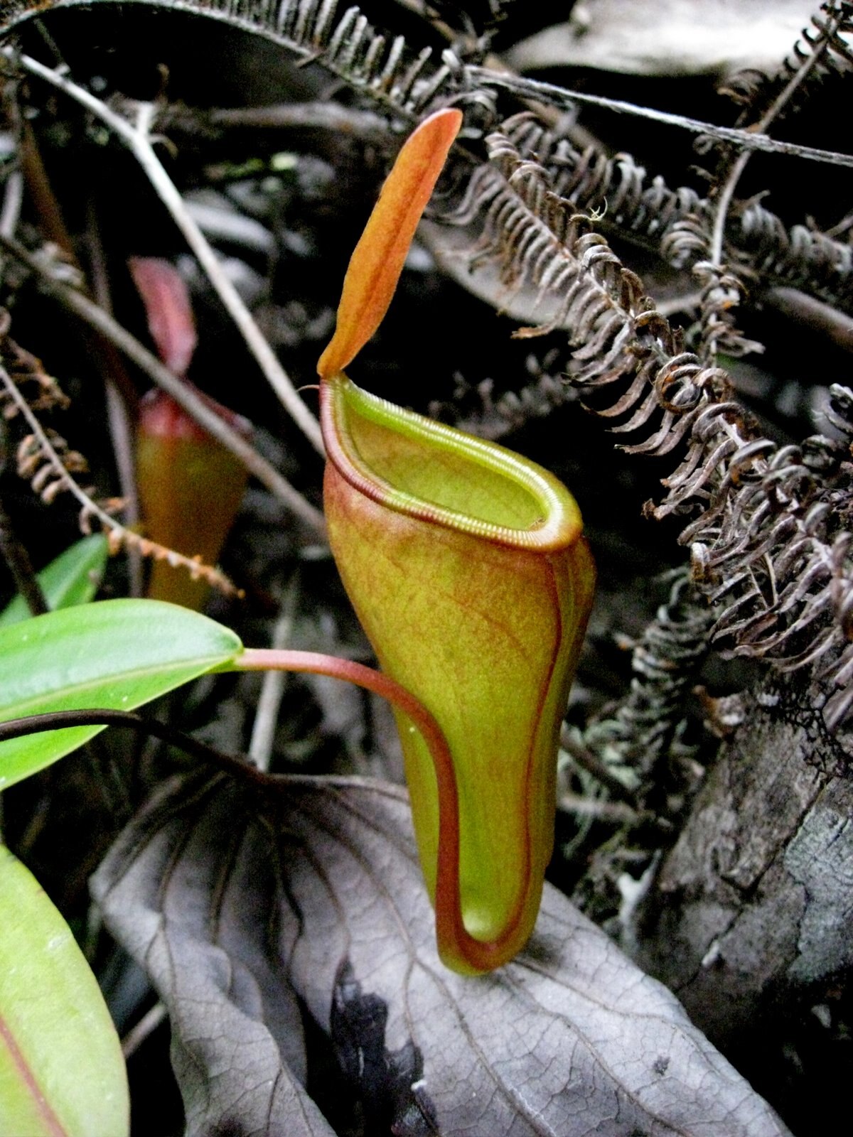 Nepenthes inermis