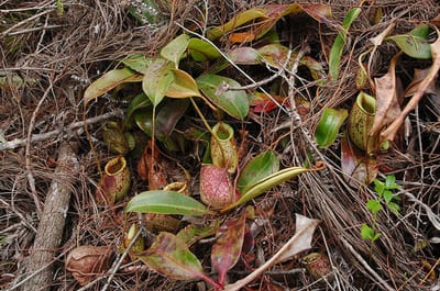 Nepenthes hookeriana
