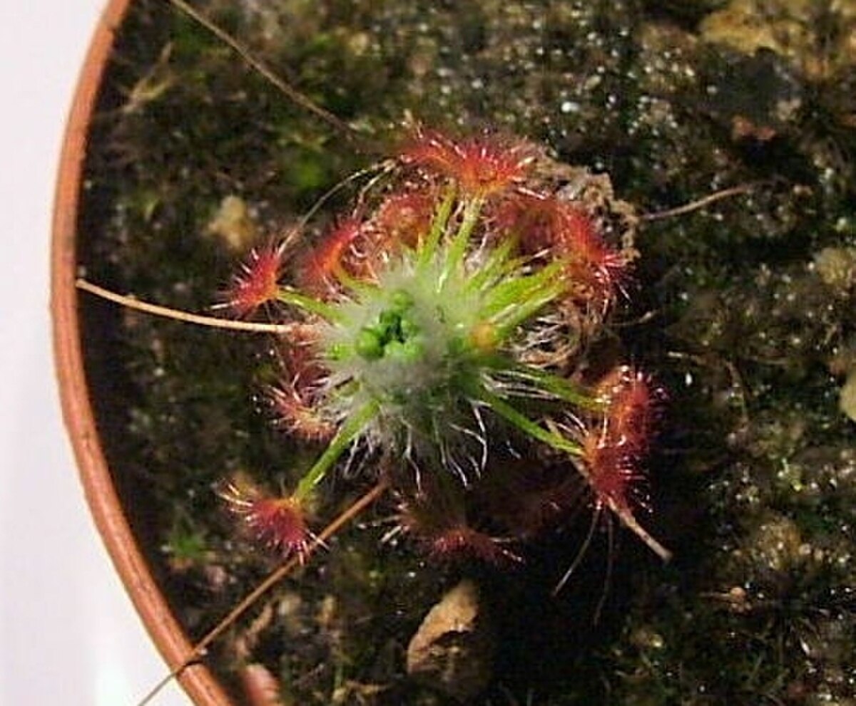 Drosera pedicellaris