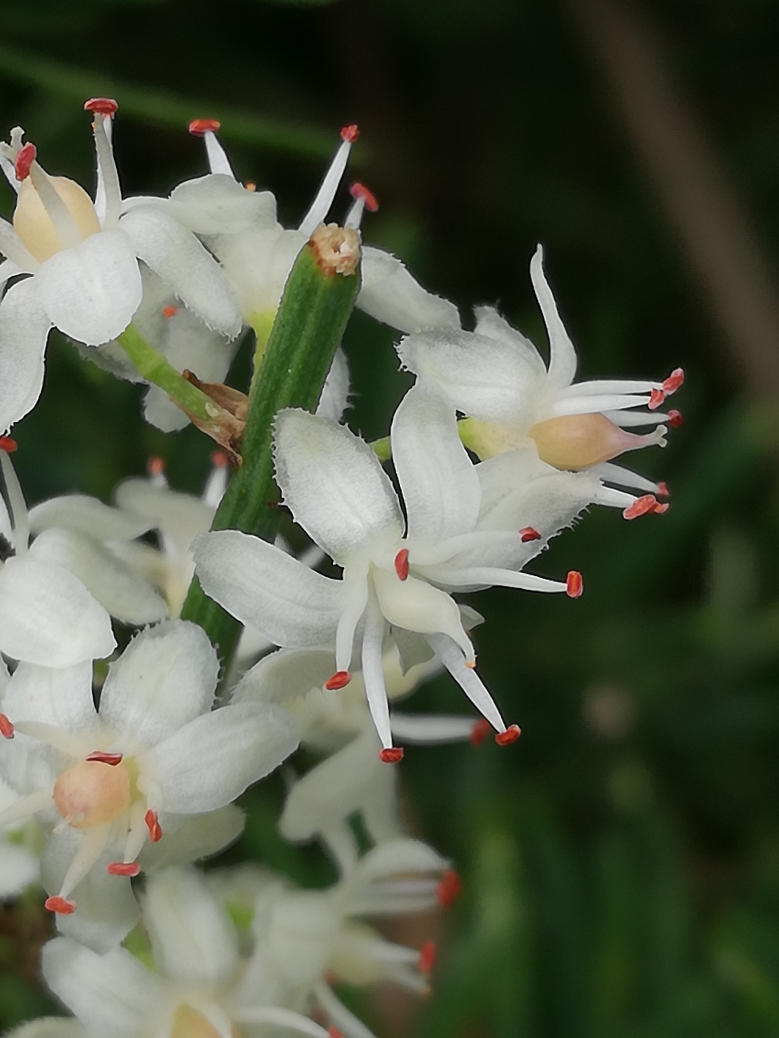 Asparagus fern — iNaturalist