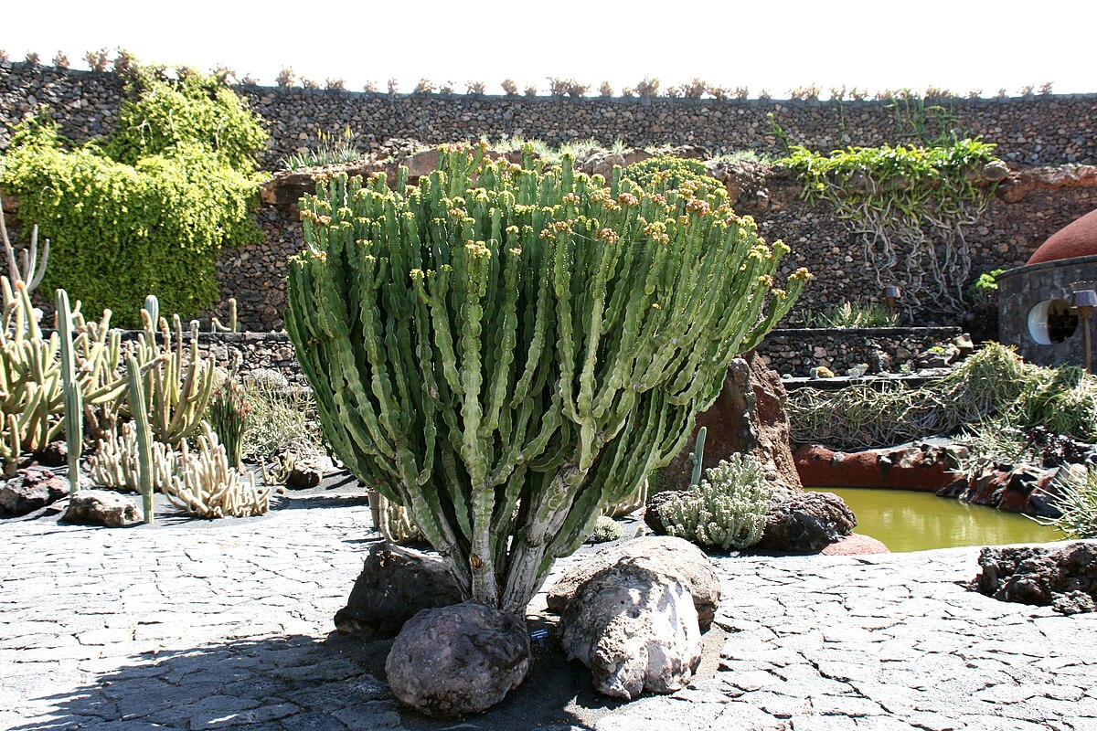 Euphorbia acrurensis