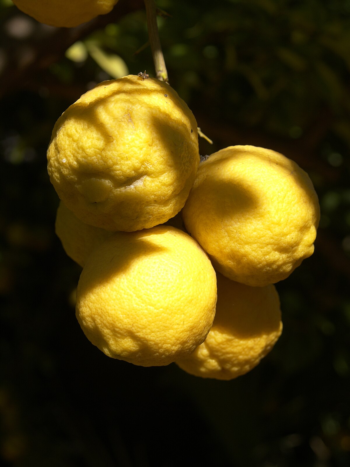 Citrus limon