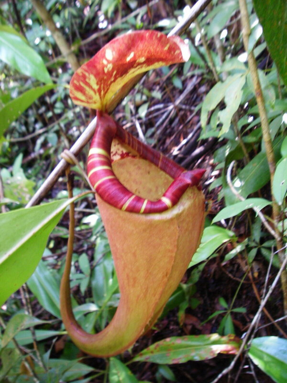 Nepenthes Sumatrana