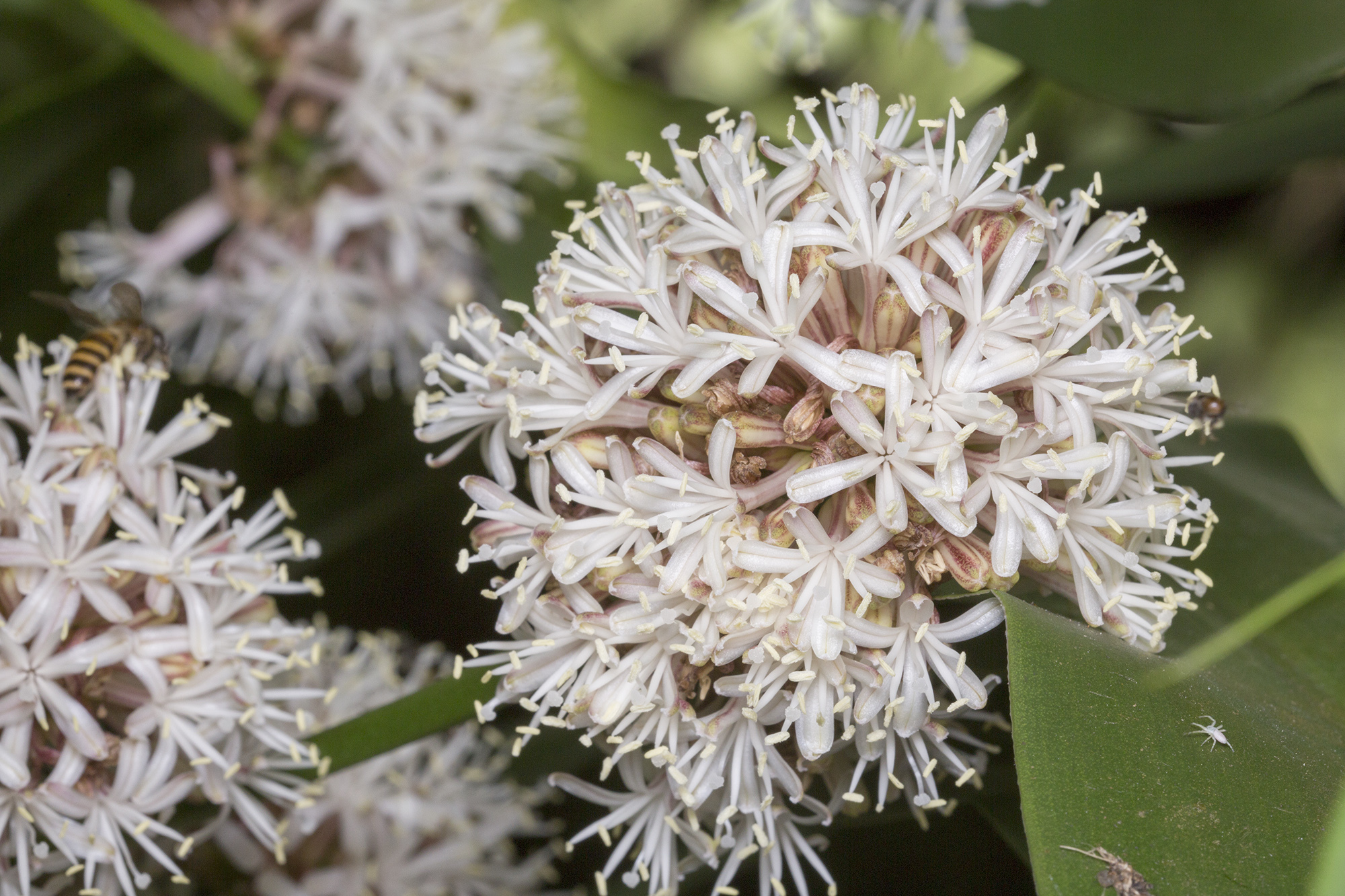 Dracaena fragans — iNaturalist