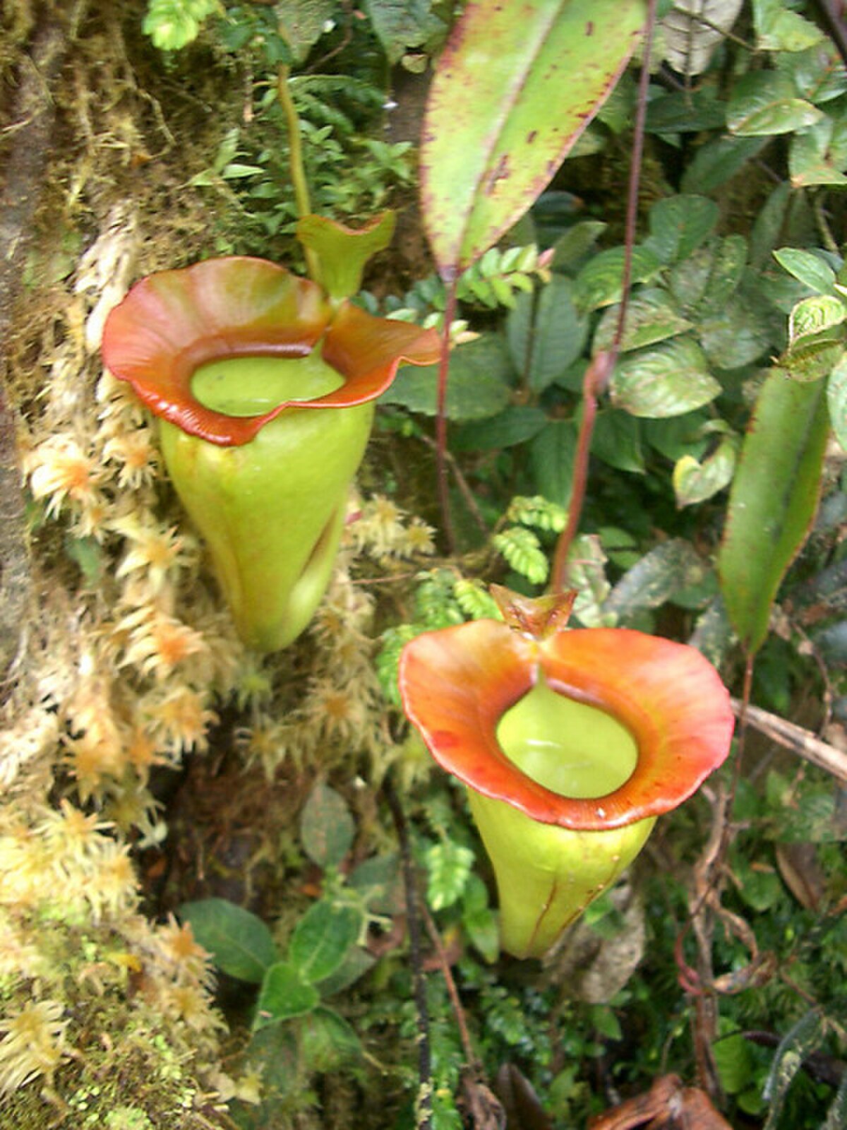 Nepenthes jacquelineae