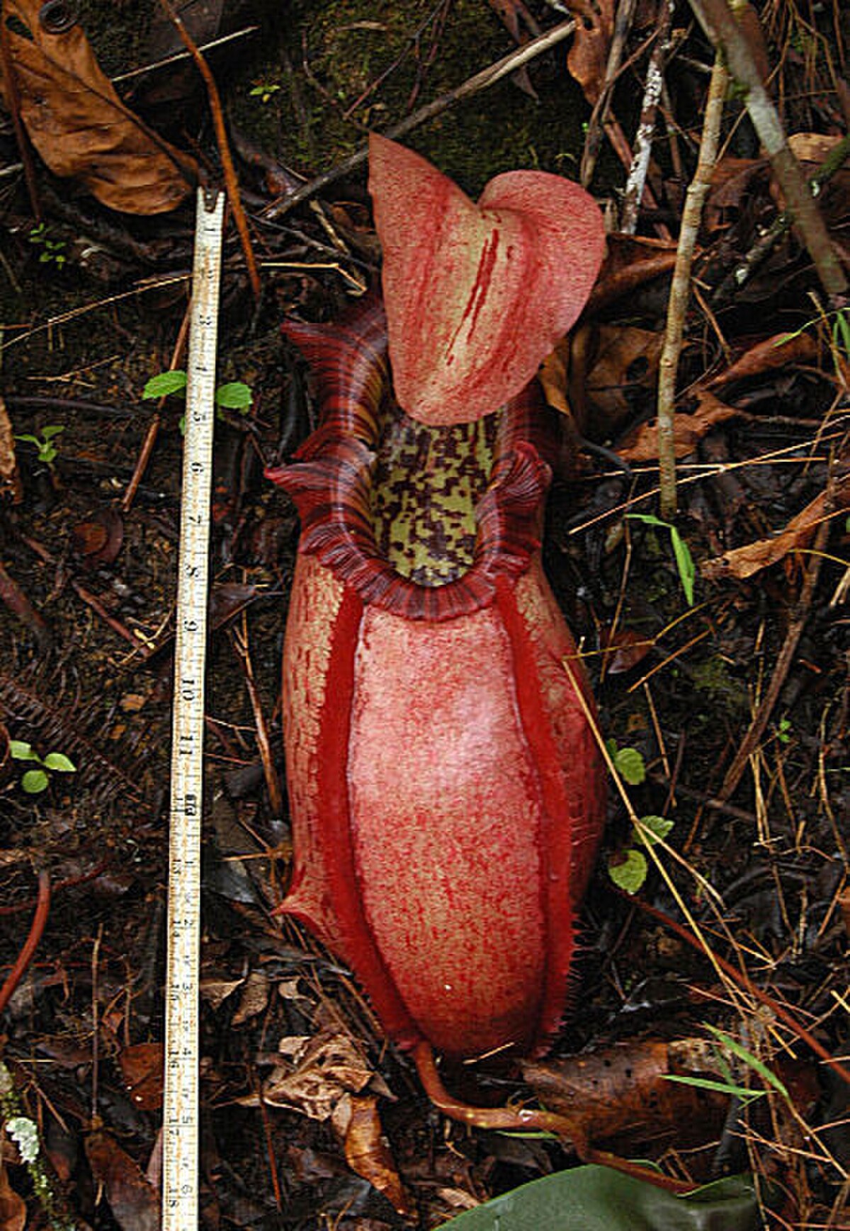 Lower pitcher measuring 40 cm