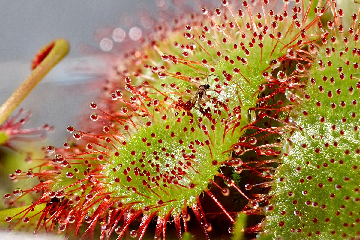 Drosera aliciae