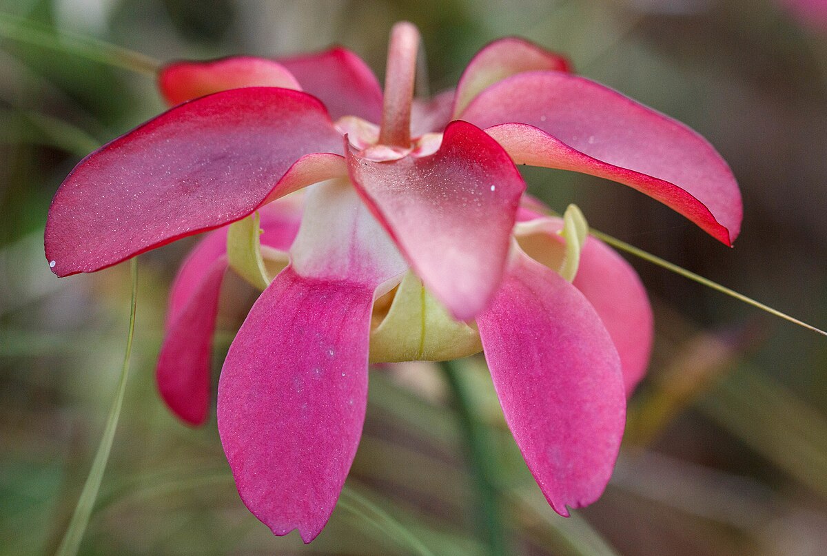 Sarracenia rosea