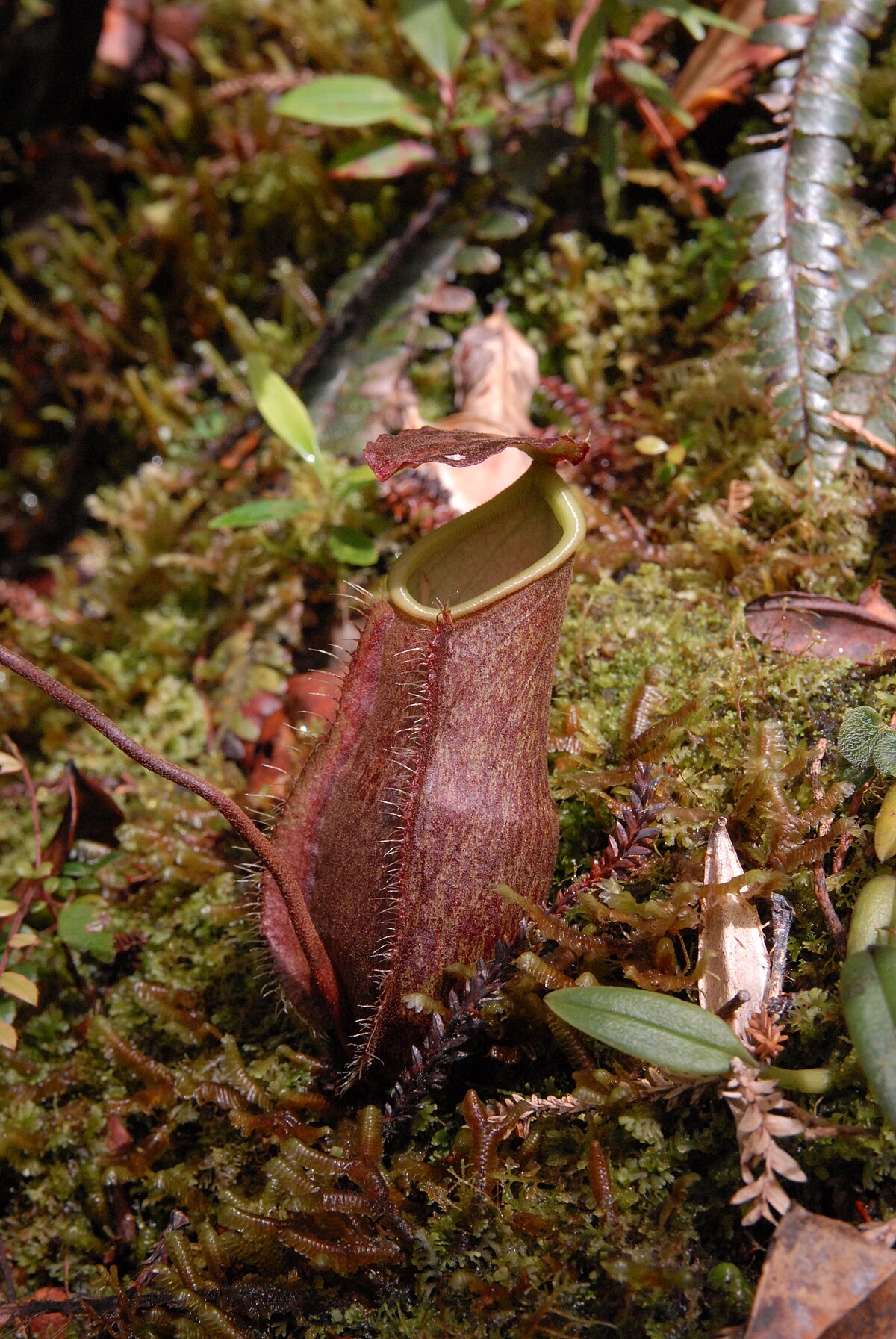 Nepenthes papuana