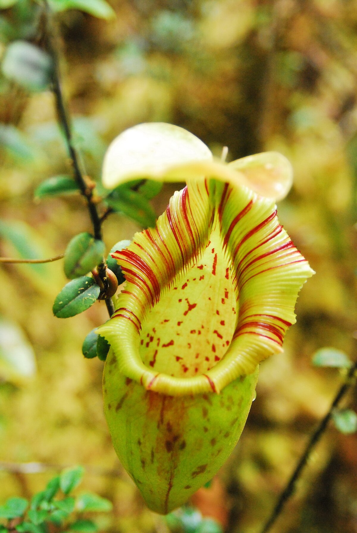 An intermediate pitcher