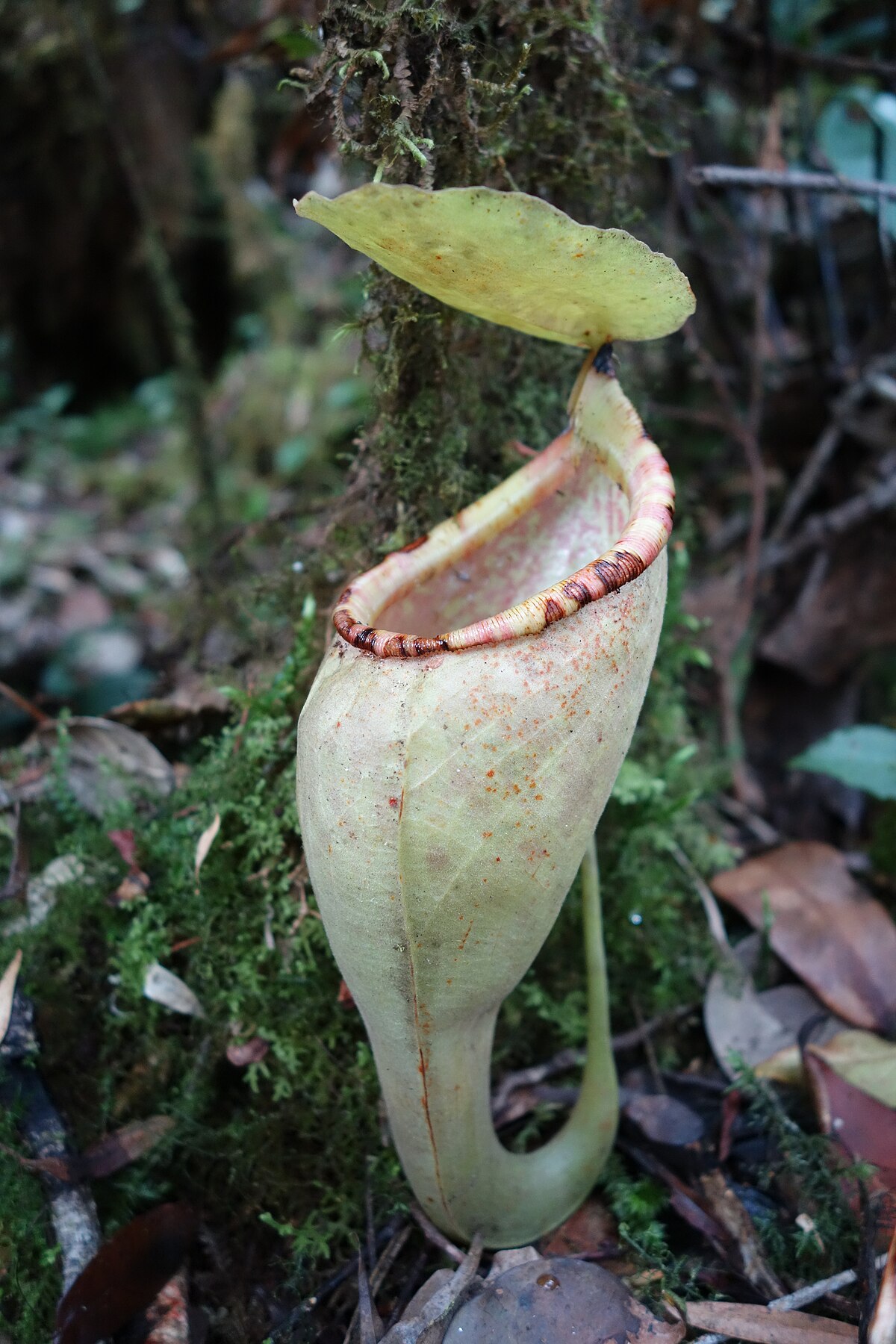Nepenthes carunculata