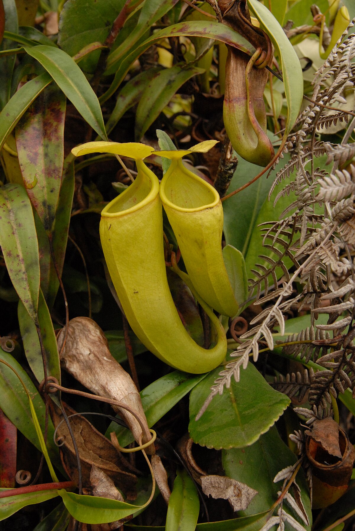 Nepenthes Ceciliae