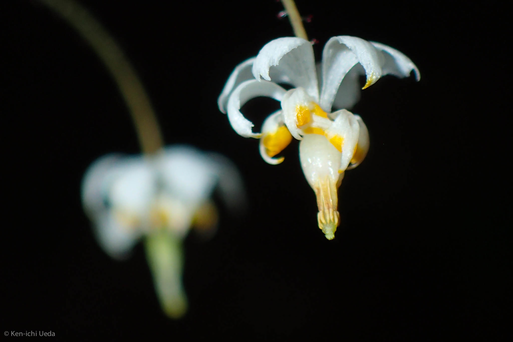 Draco — iNaturalist