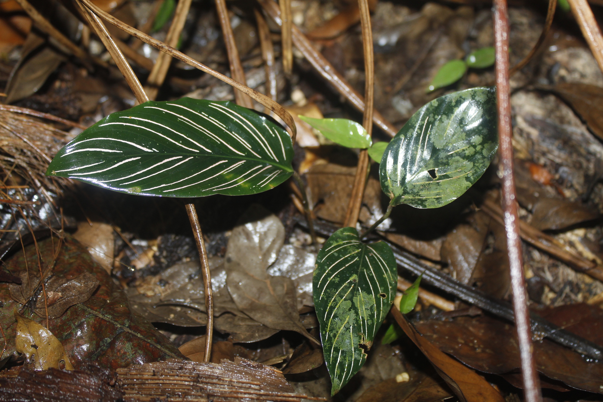 Calathea sanderiana