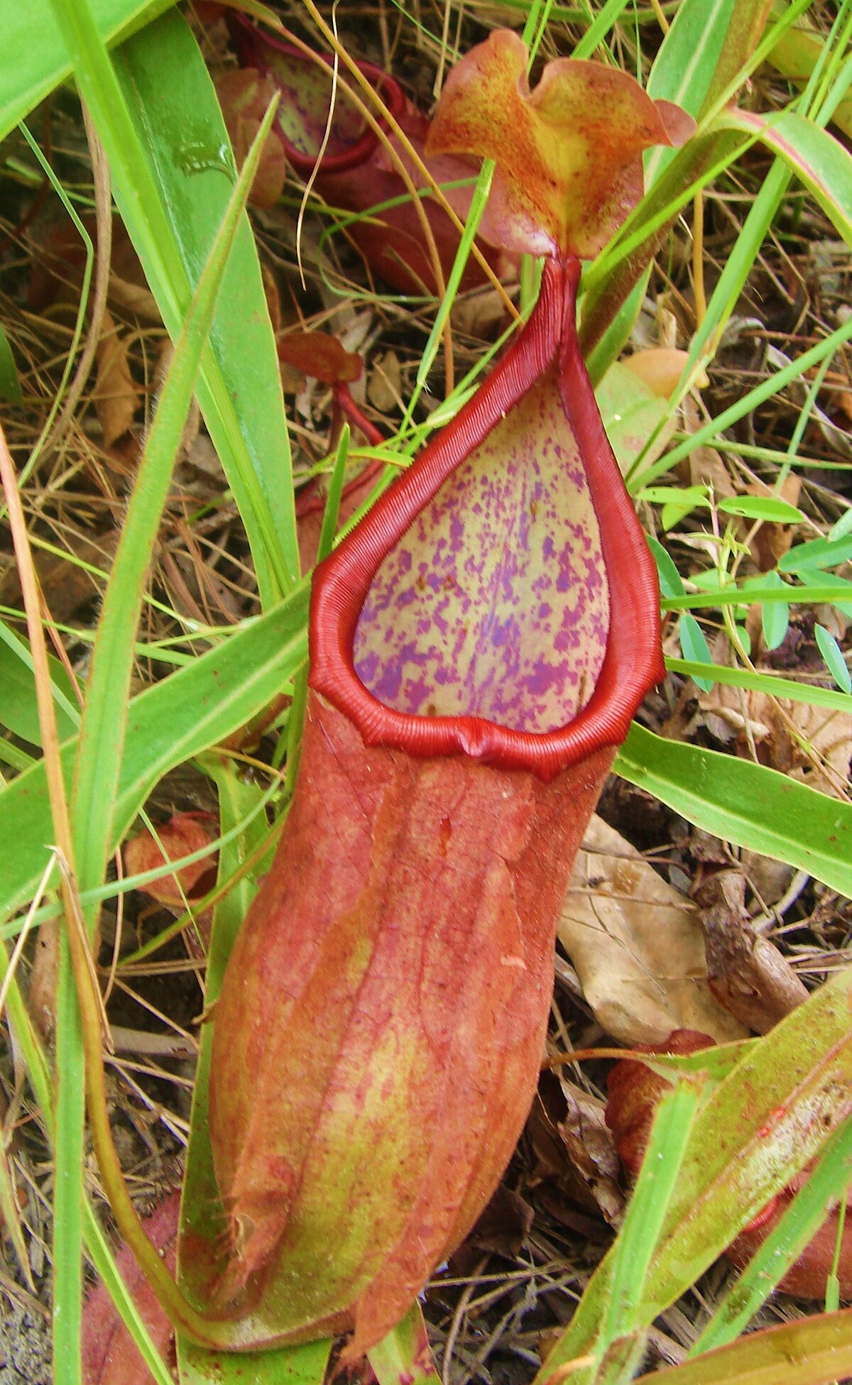 Nepenthes suratensis