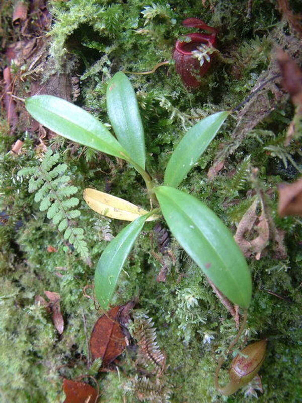 A young plant with lower pitchers