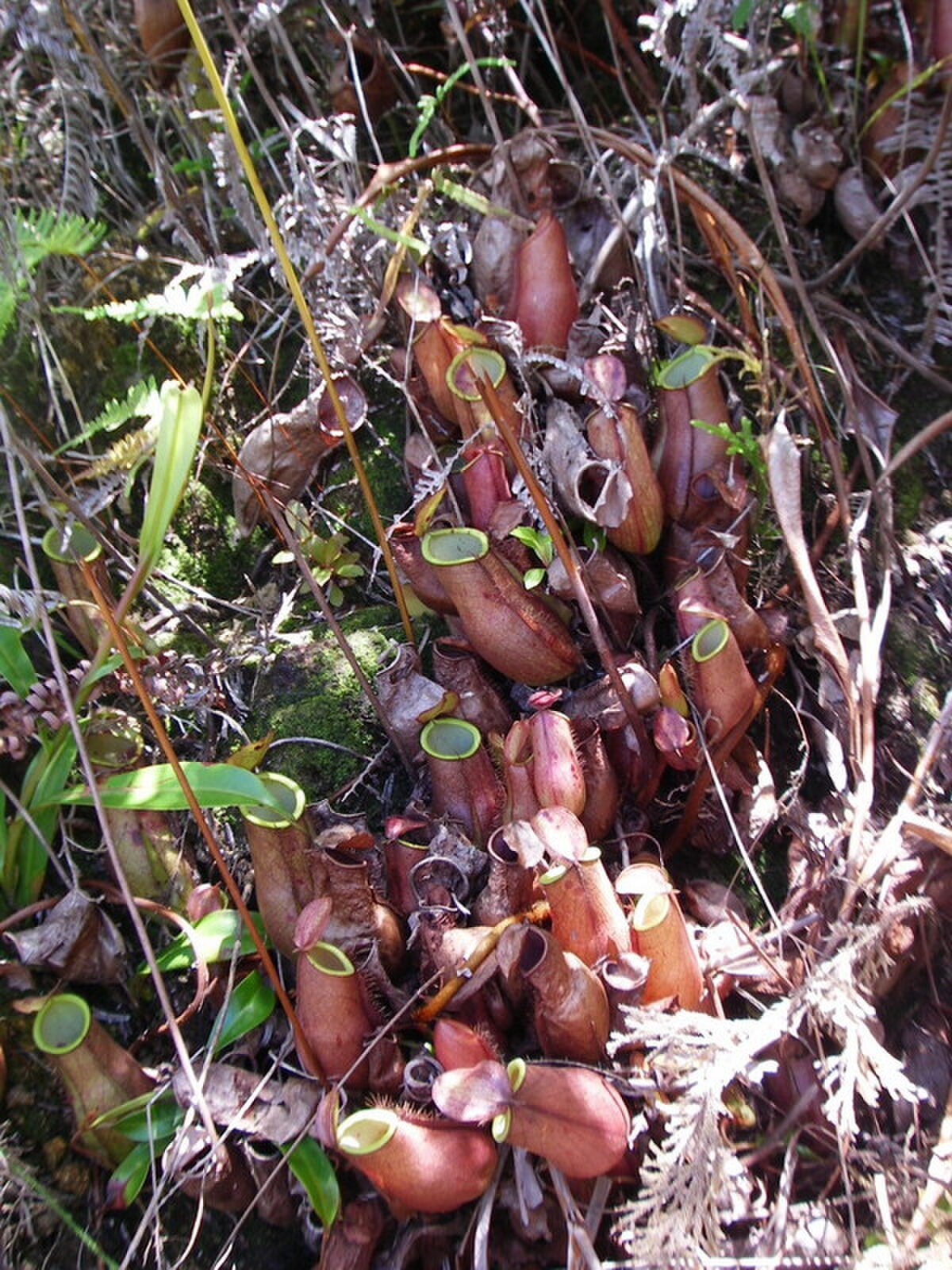 Nepenthes trichocarpa