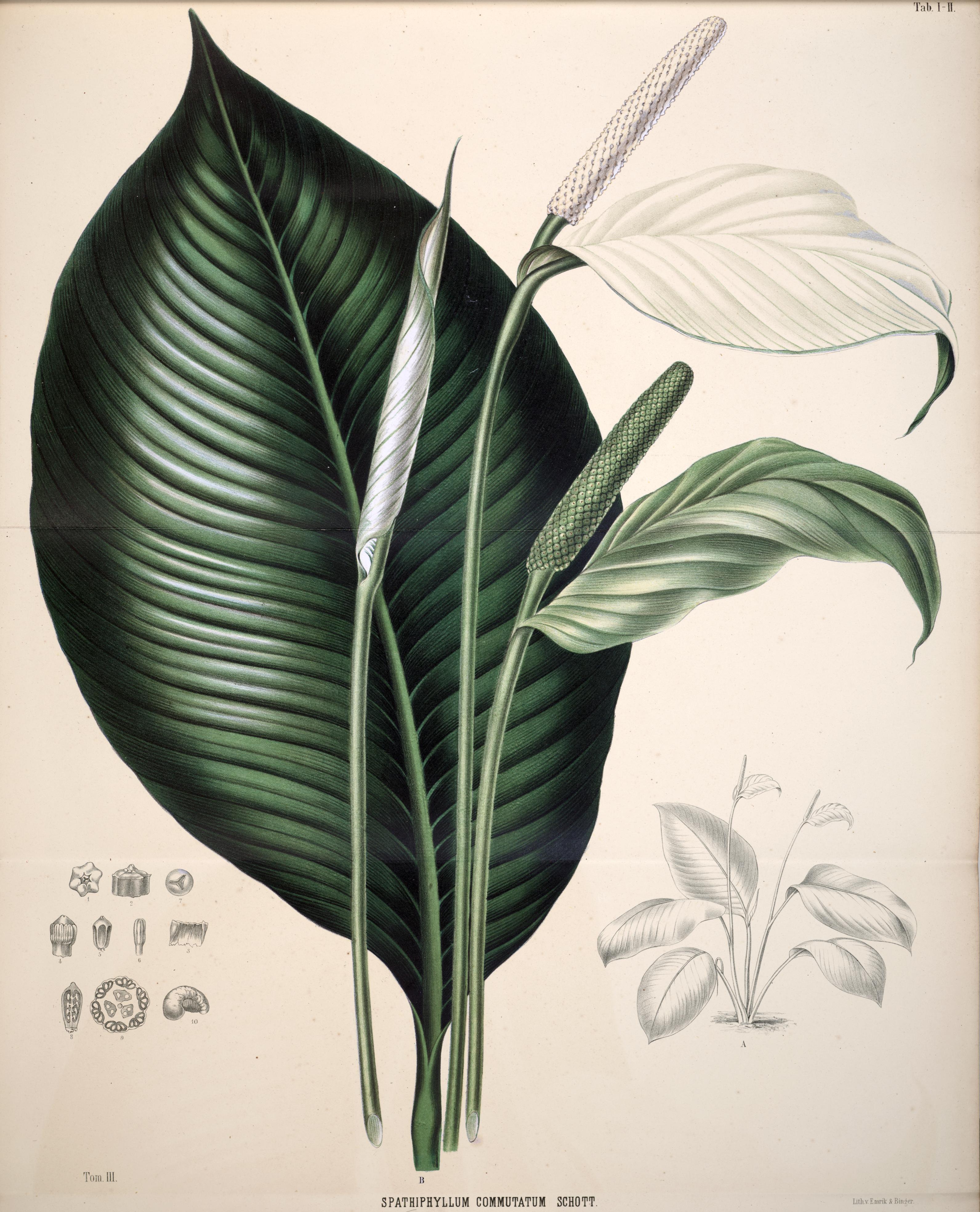 Spathiphyllum