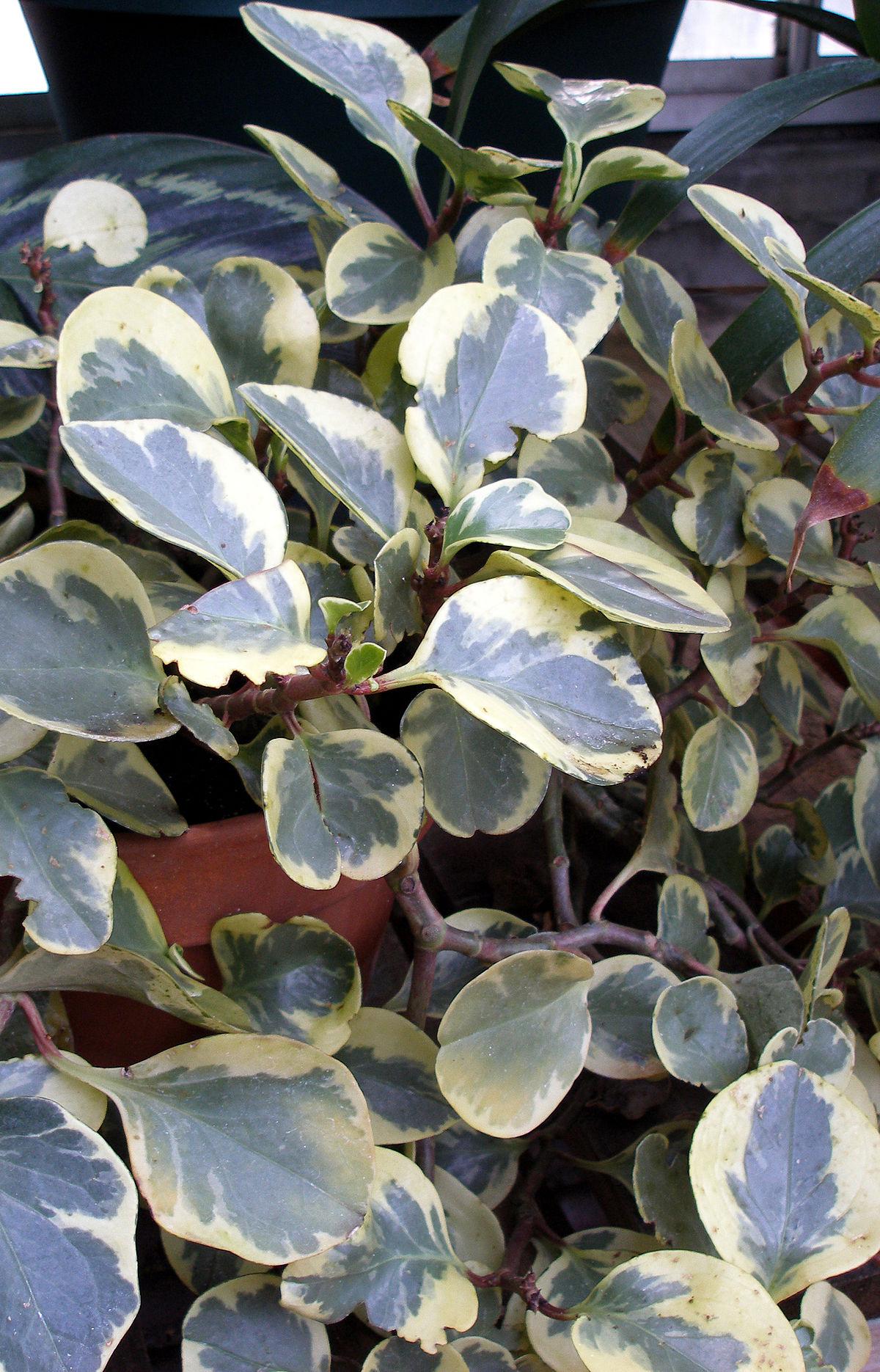 Peperomia obtusifolia