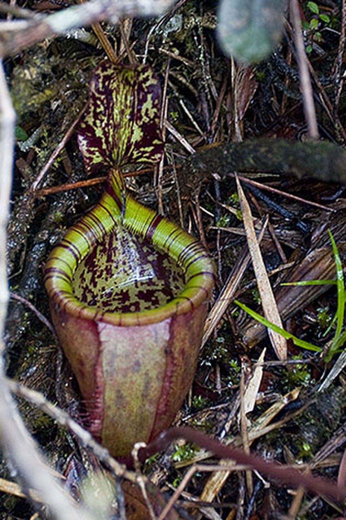 The rosette (juvenile) pitchers of N. attenboroughii demonstrate the typical bell shape of this species when only a few inches high