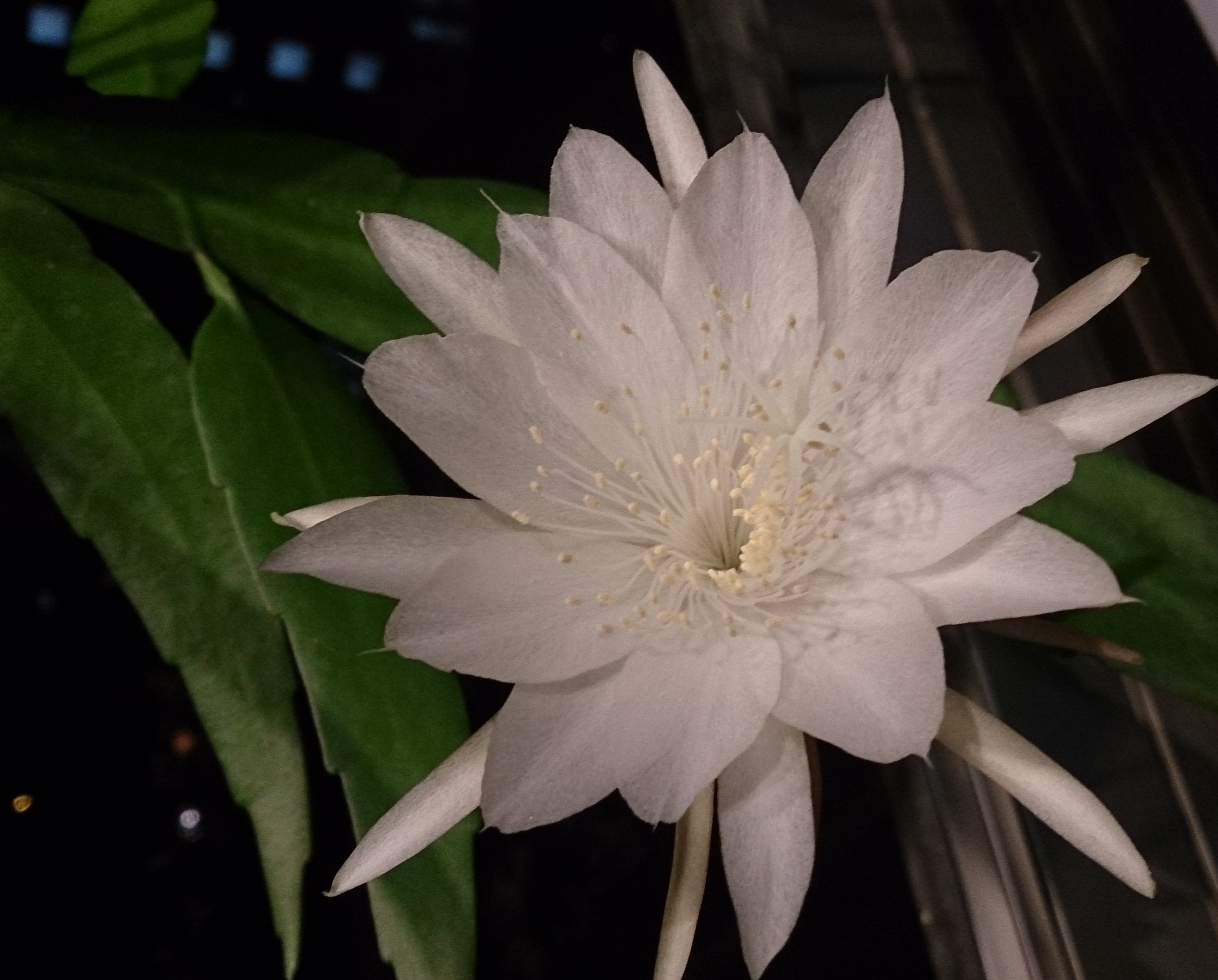 Epiphyllum