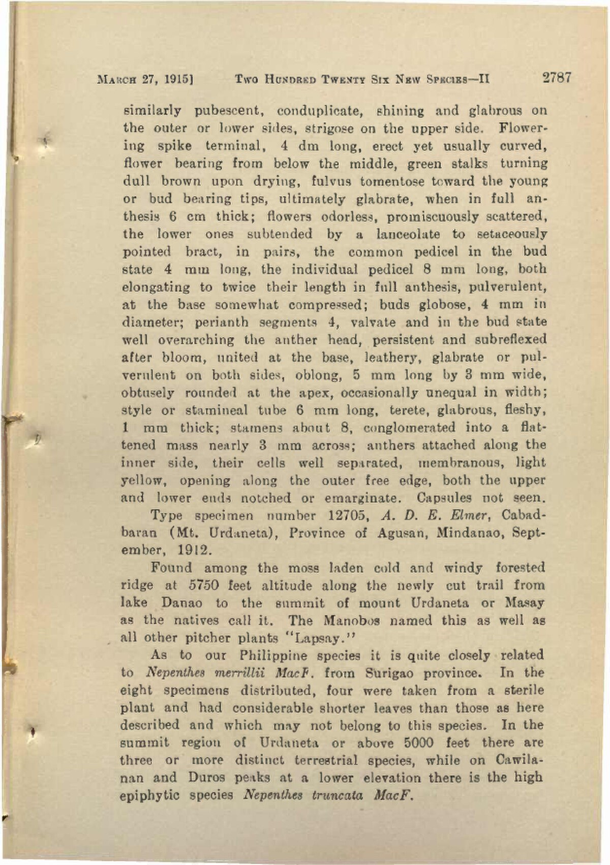 Nepenthes surigaoensis