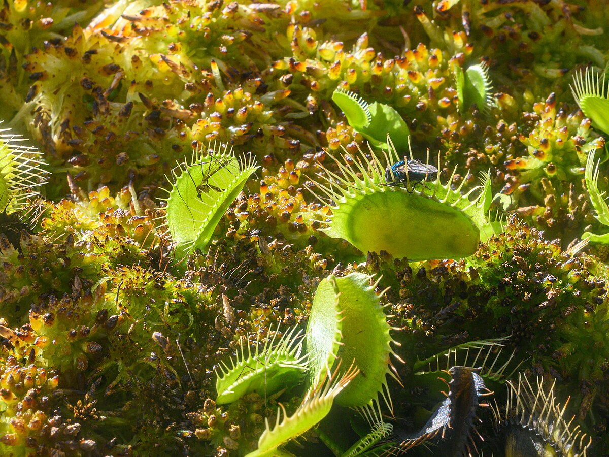 Dionaea muscipula