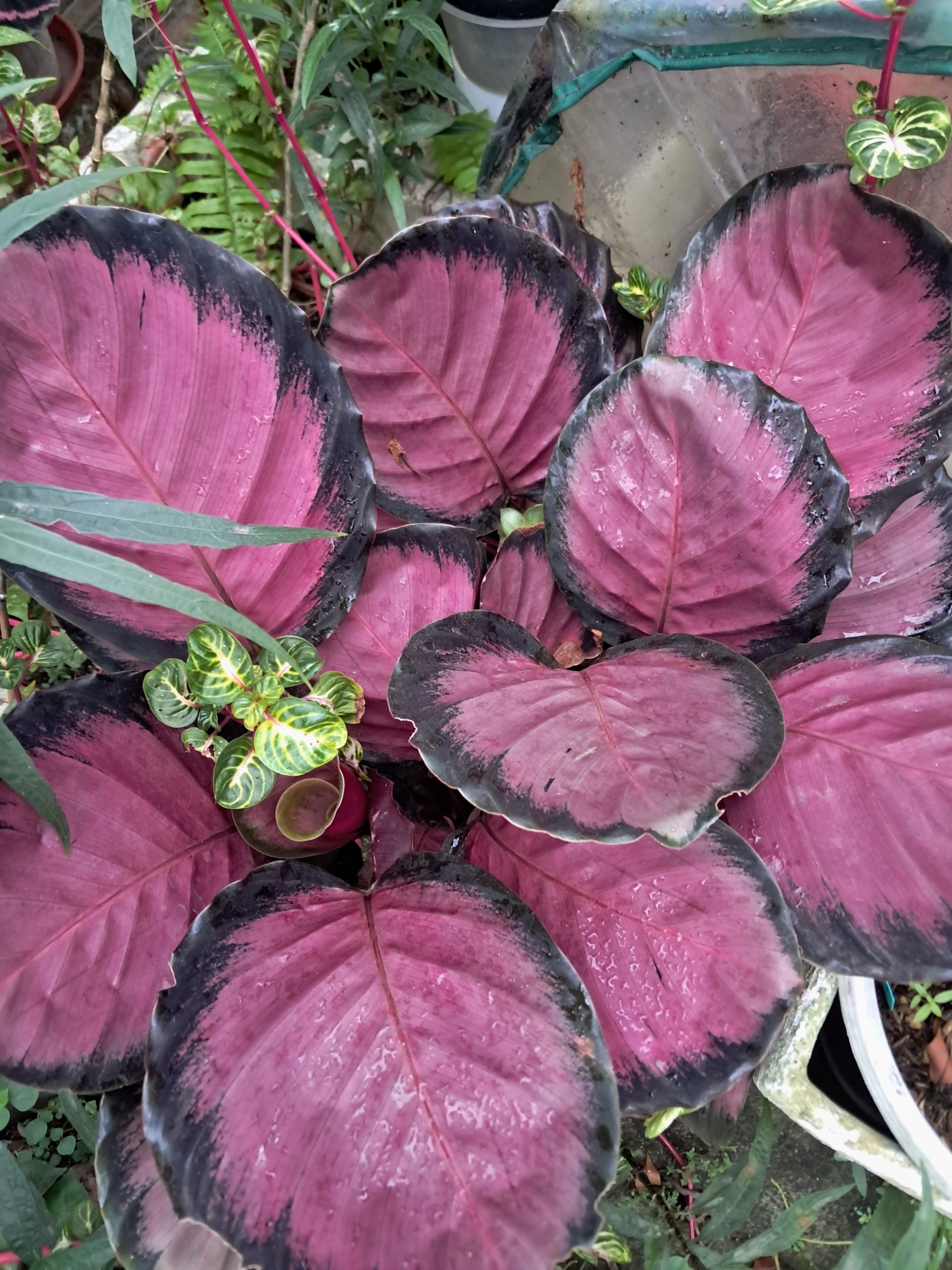 Calathea roseopicta — iNaturalist