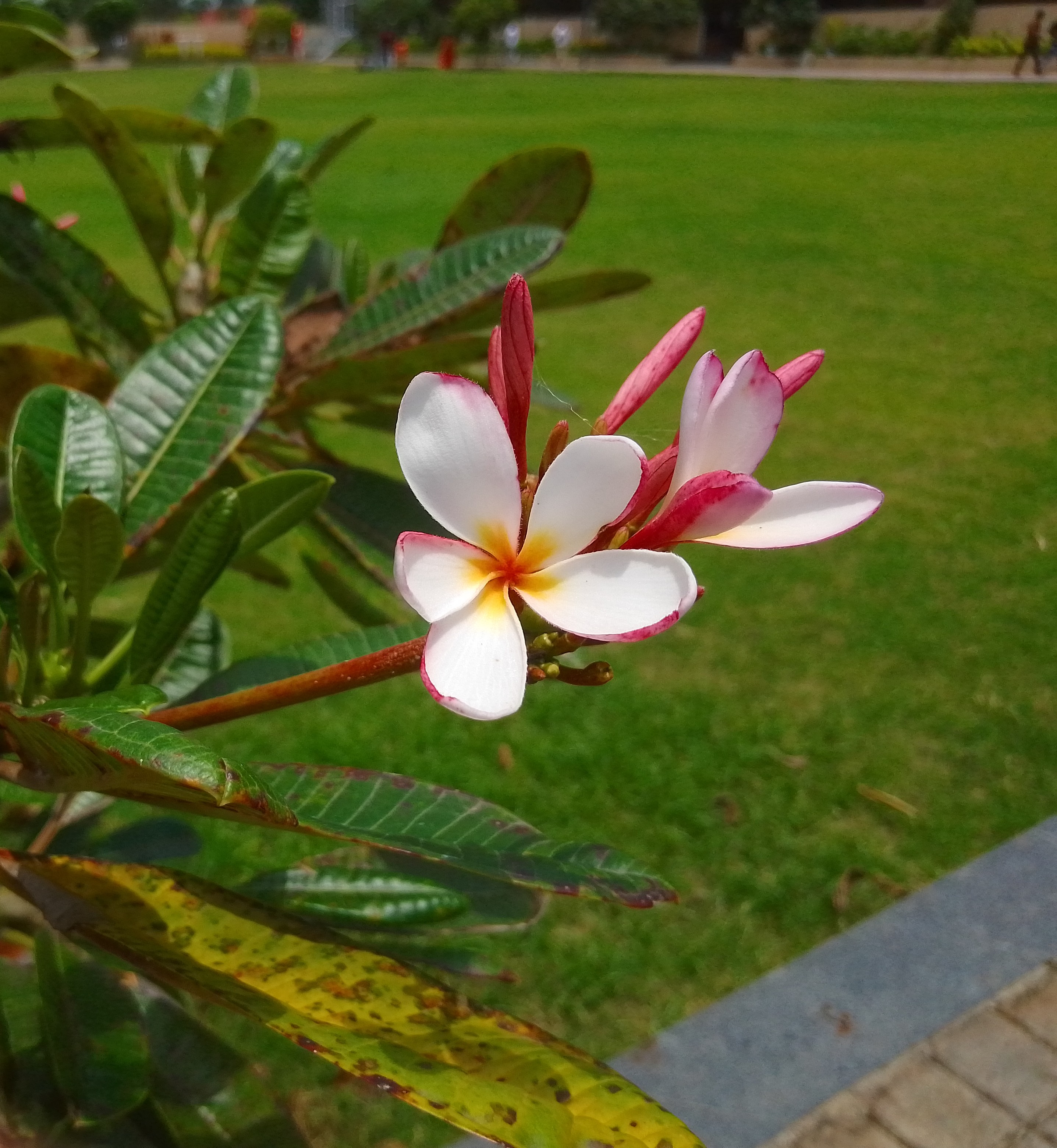Plumeria (Frangipani)