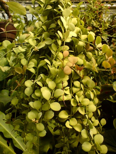 Dischidia oinantha