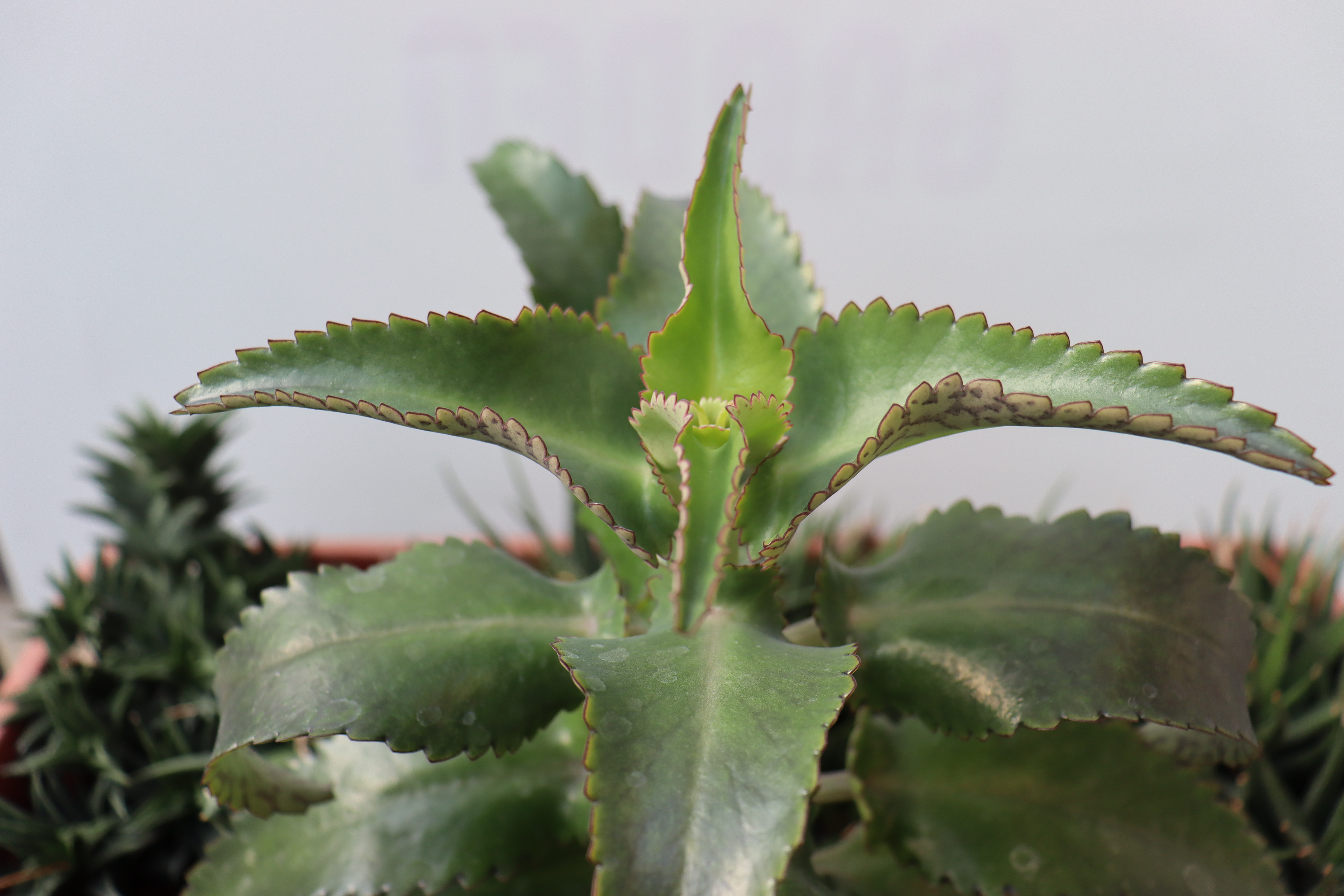 Kalanchoe