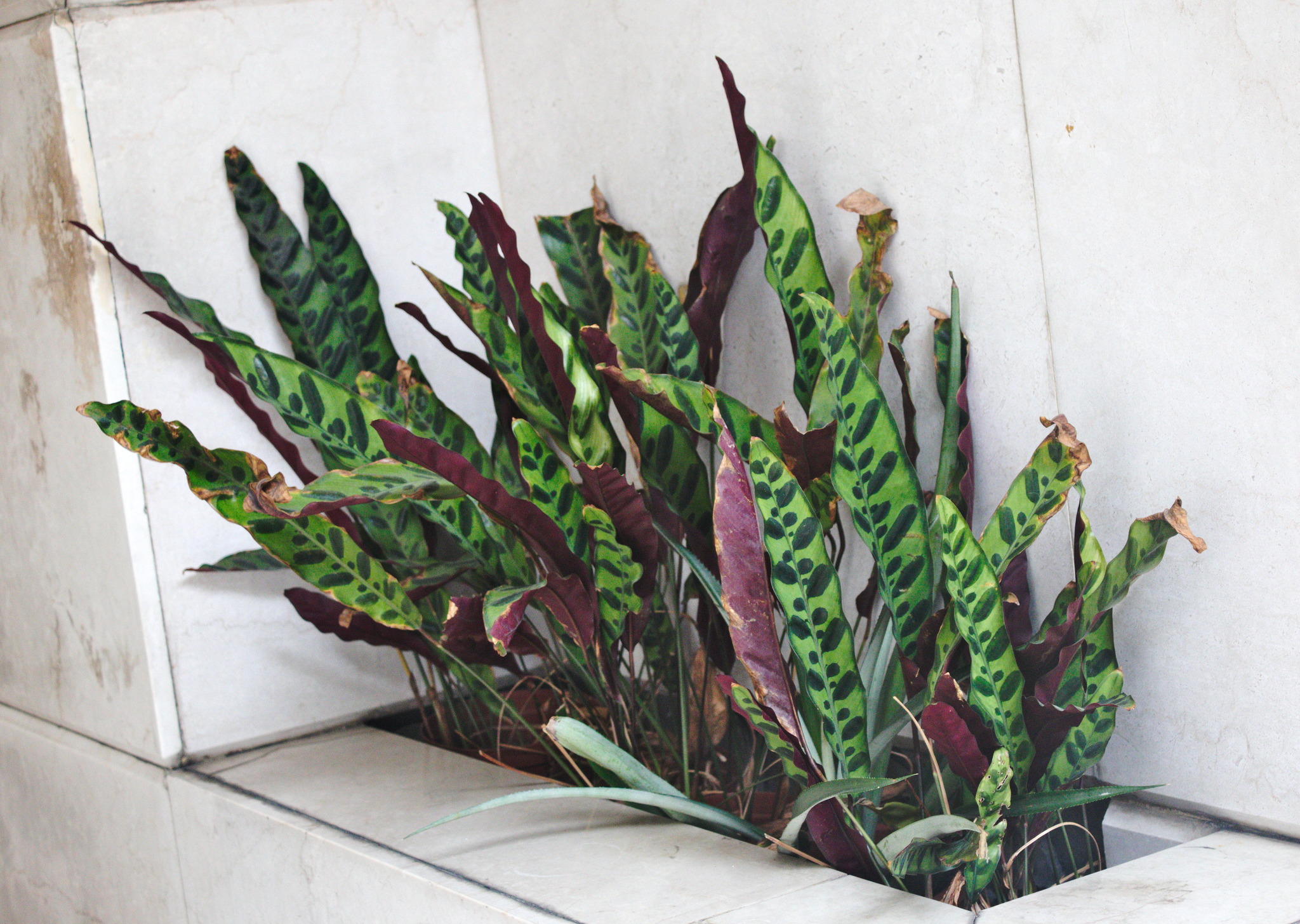 Calathea lancifolia — iNaturalist