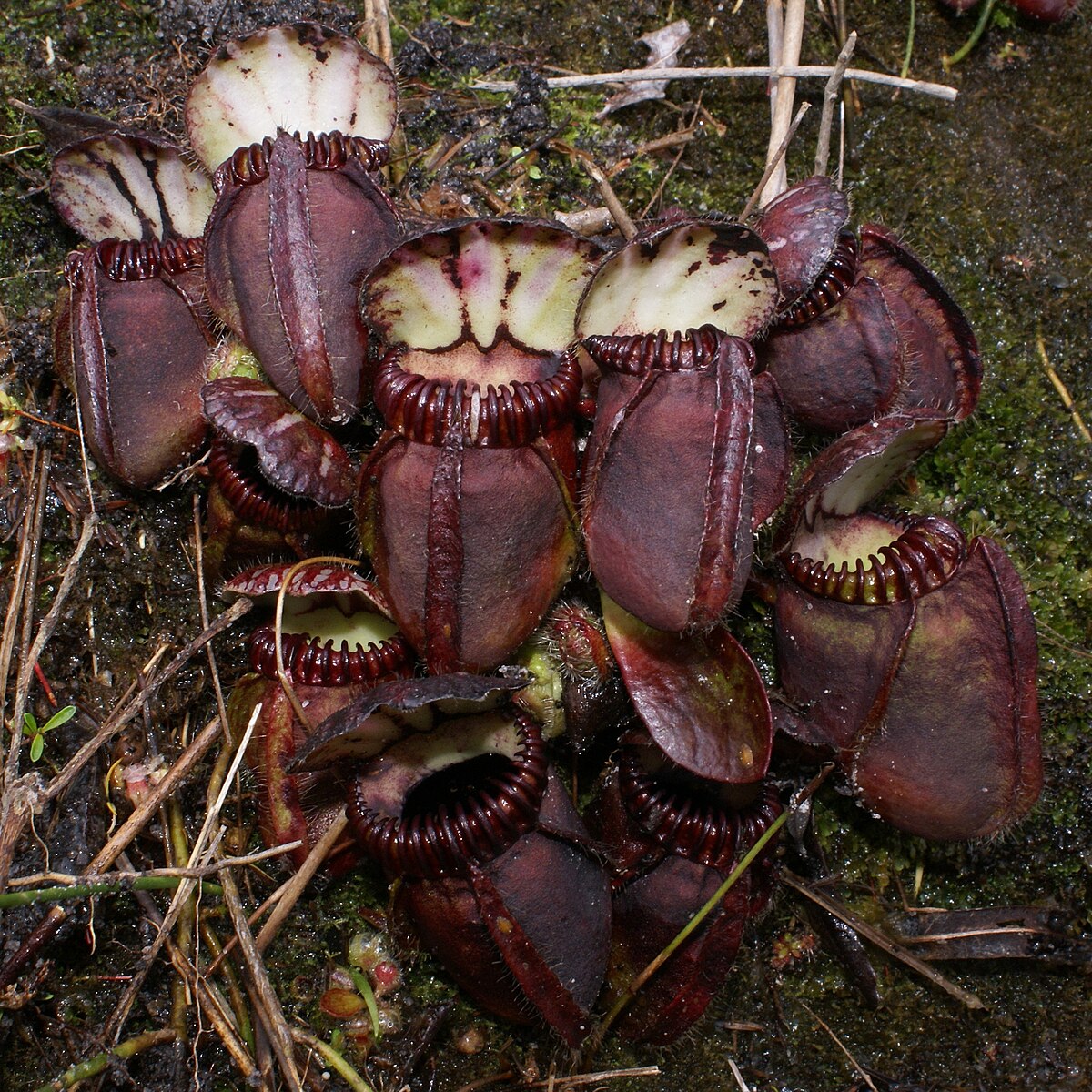 Cephalotus follicularis